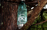 Fyv Limited Edition Water Bottle